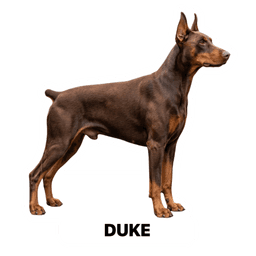 Duke sticker
