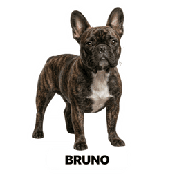 Bruno sticker