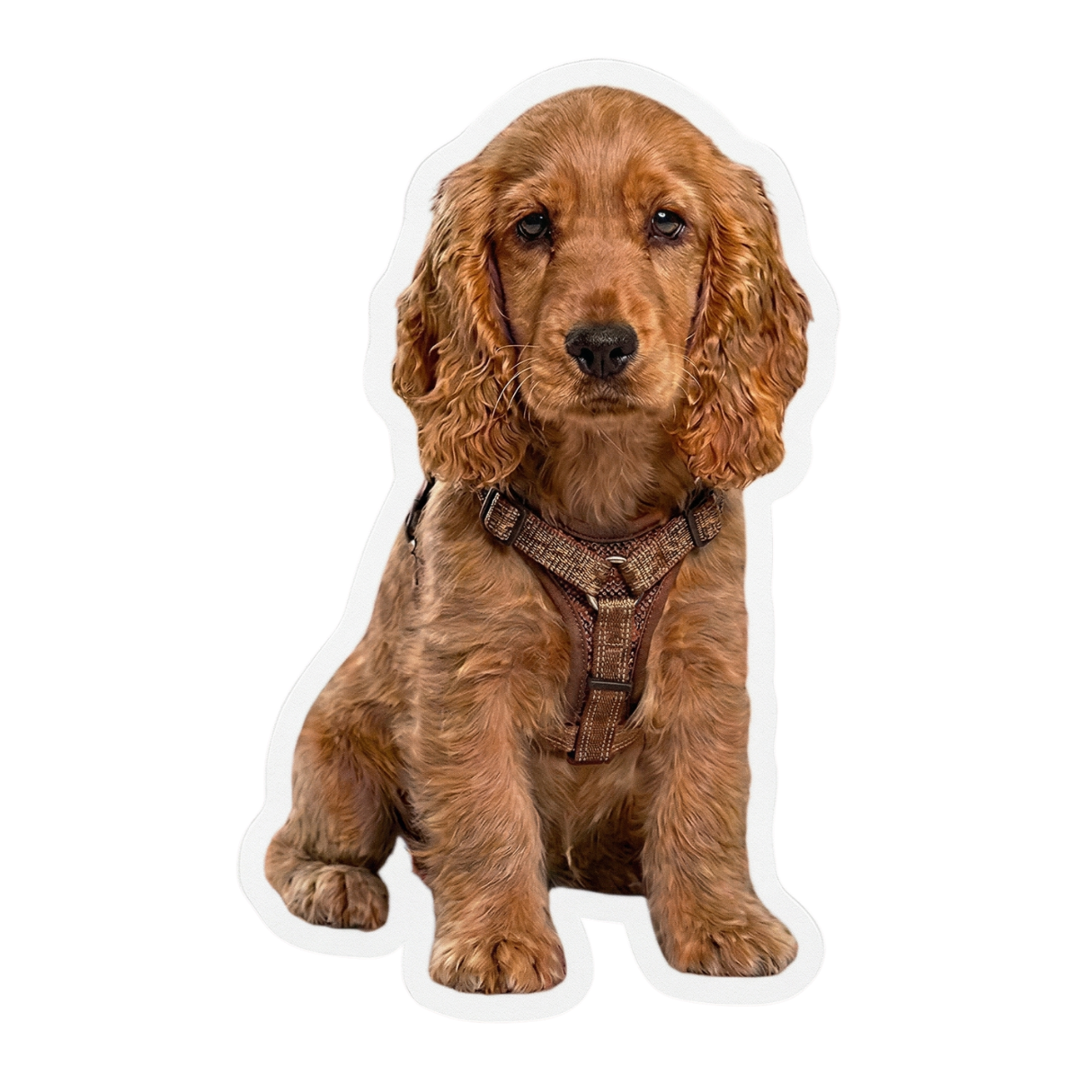 Premium sticker use-case preview