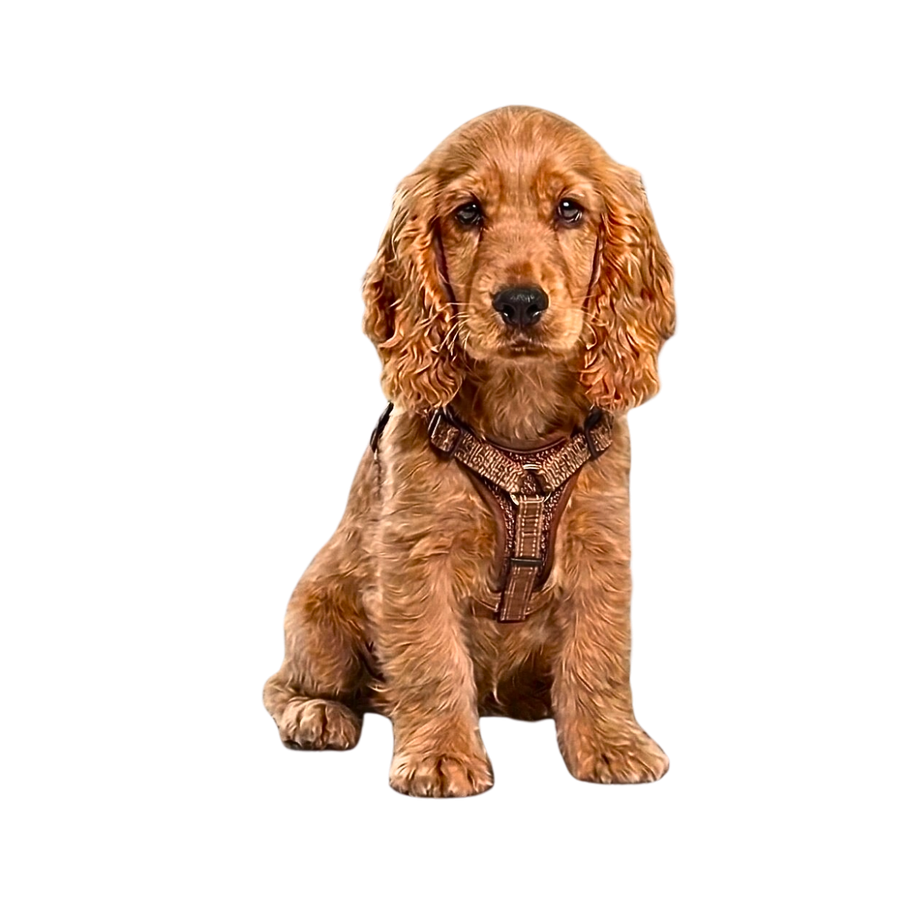 Dog photo after background removal