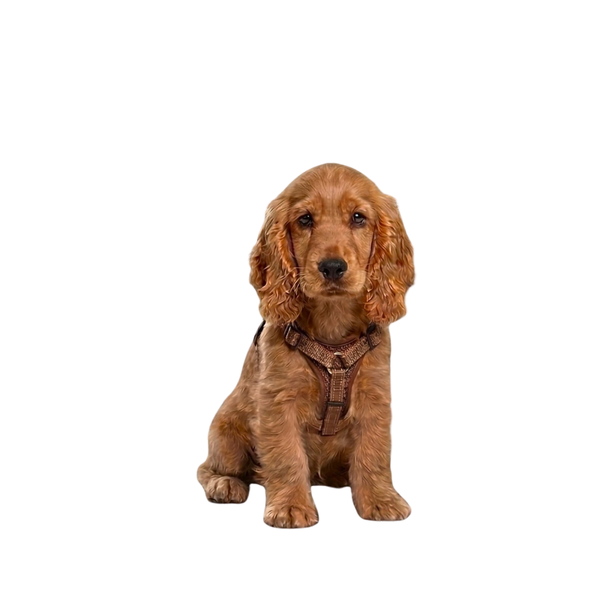 Dog photo after background removal