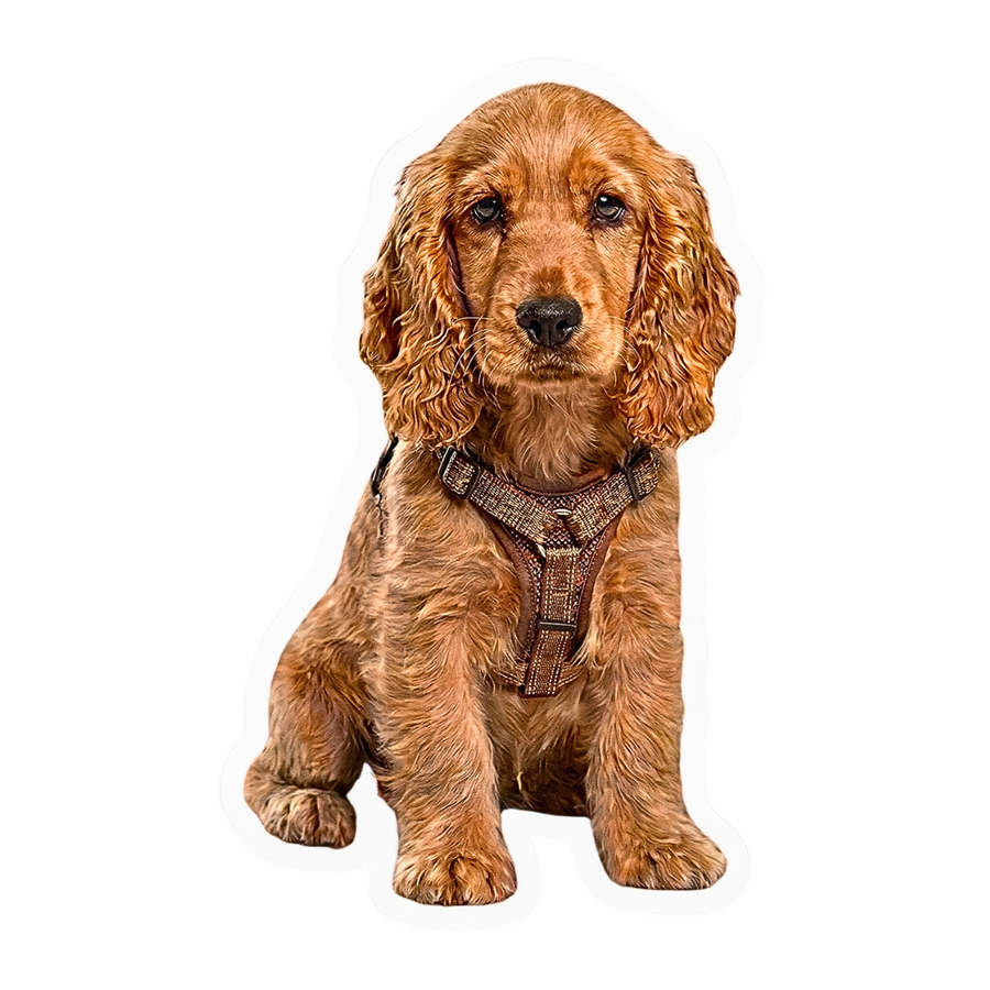 Premium sticker use-case preview