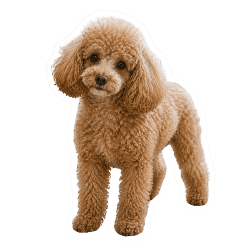 Coco sticker