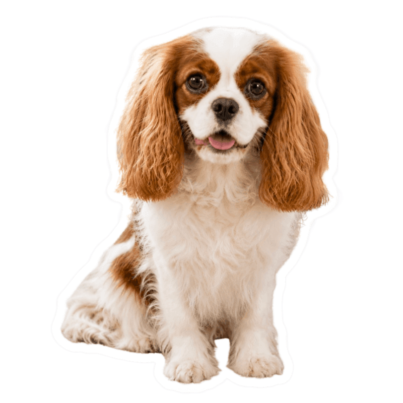 Charlie sticker