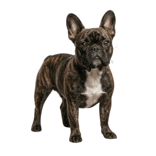 Photo sticker style